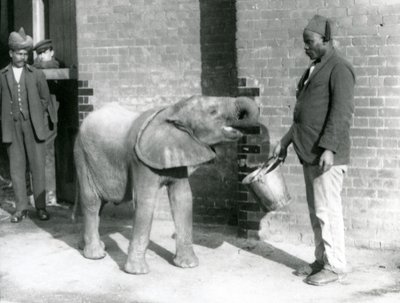 Junger afrikanischer Elefant Kiberenge wird von Darisha gefüttert, während Syed Ali im Hintergrund zusieht, London Zoo, September 1923 von Frederick William Bond